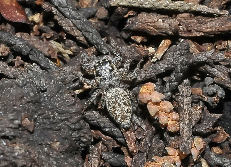 Salticidae ?